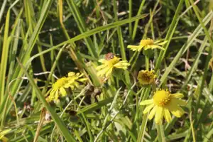 2025-06-22 La Perouse - IMG_2800_compressed_q50.webp